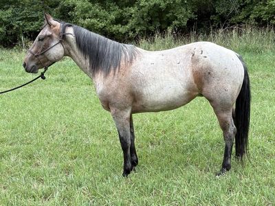 Four Year Old AQHA Bay Roan Mare