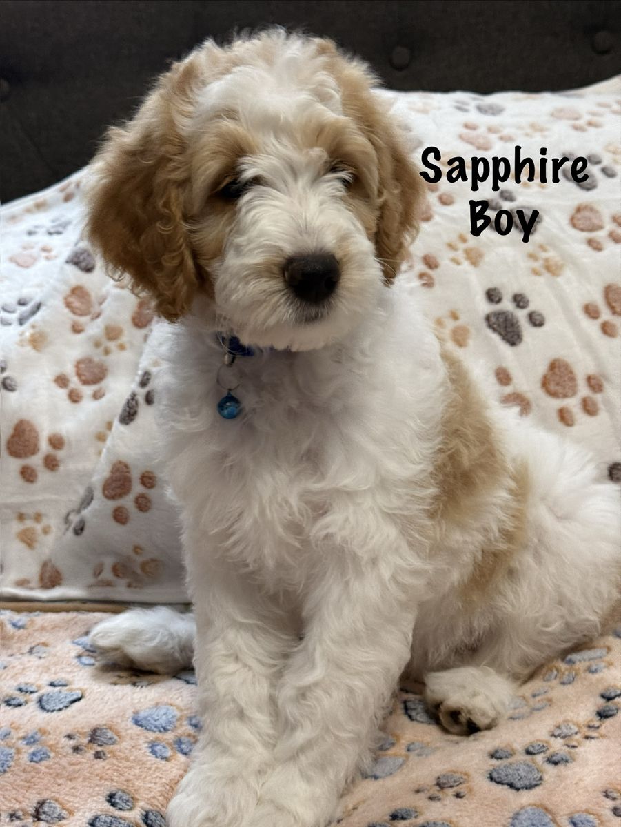 F1bb Mini Goldendoodle Puppies!!!