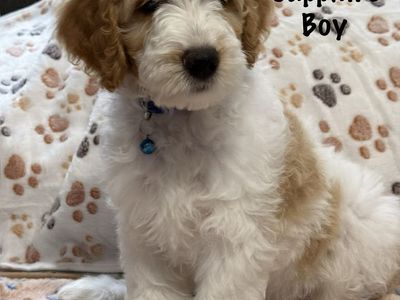 F1bb Mini Goldendoodle Puppies!!!