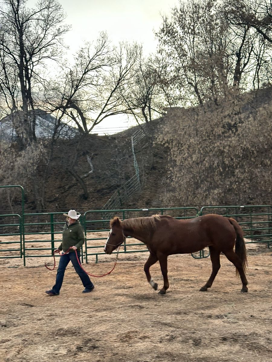 16 yo Quarter Horse Mare 14.2 Hands