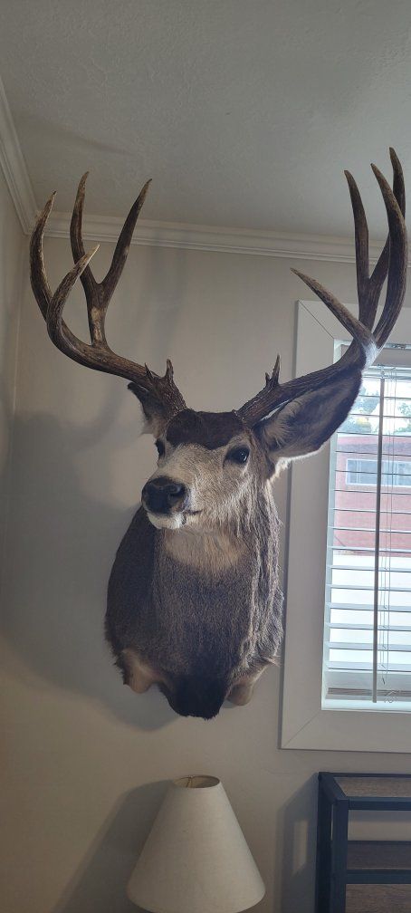 185 inch buck
