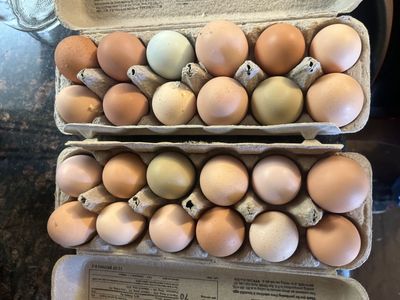 Fresh eggs