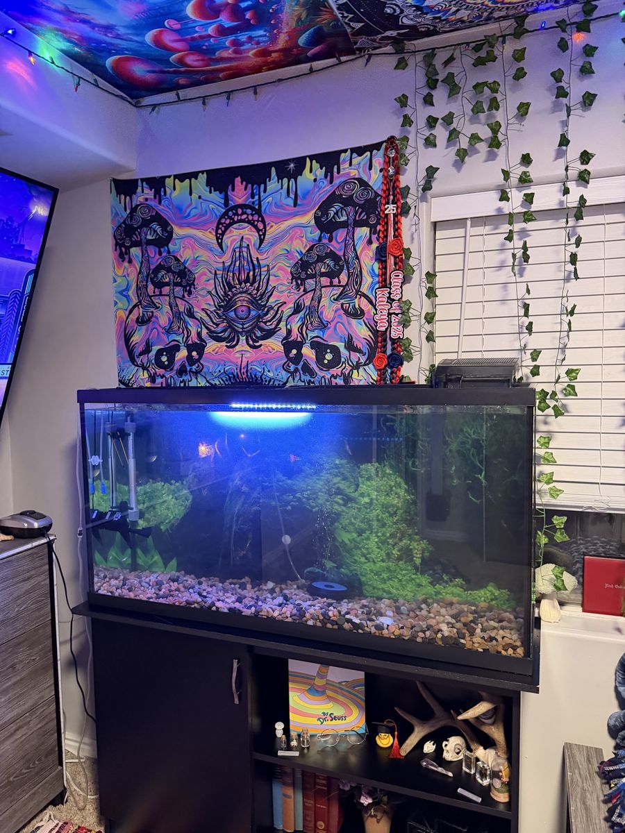 55 Gallon Tank + Filter, Pumps, Heater, Extras