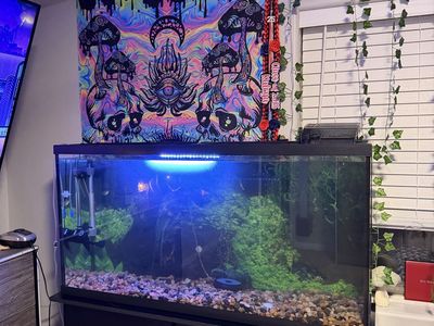 55 Gallon Tank + Filter, Pumps, Heater, Extras