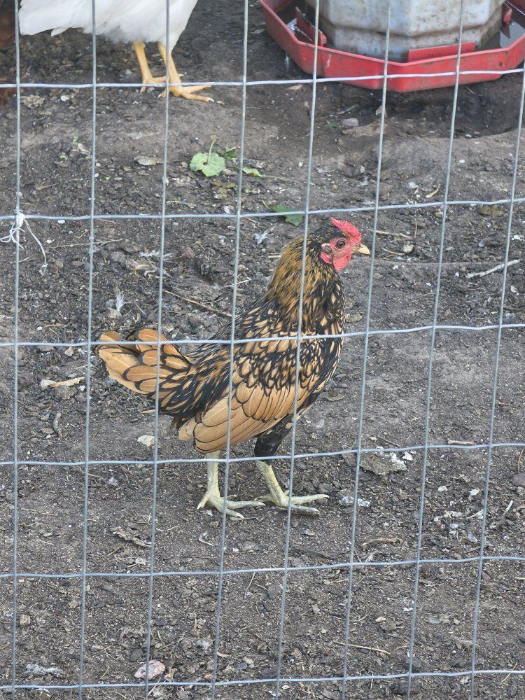 Rooster