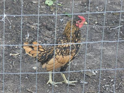 Rooster