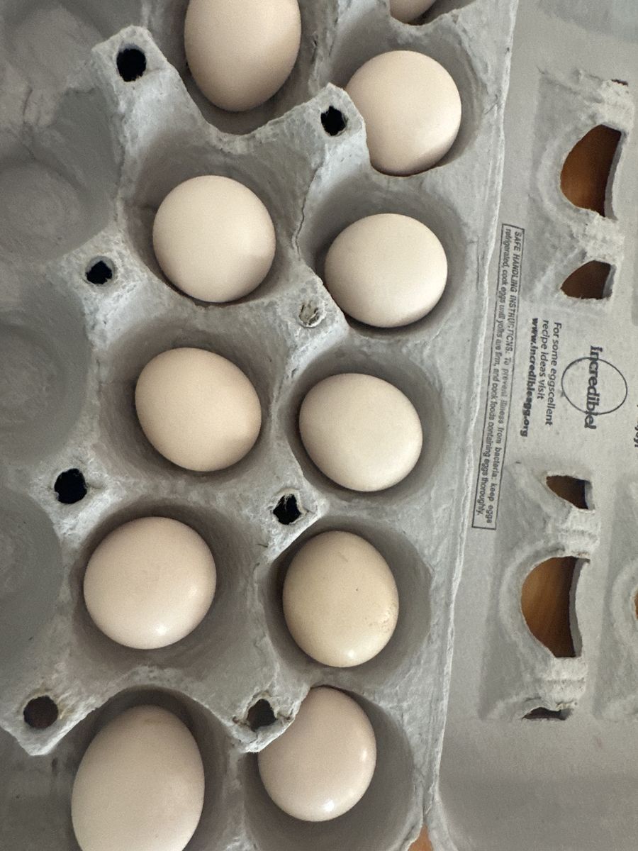 Kikiriki hatching eggs