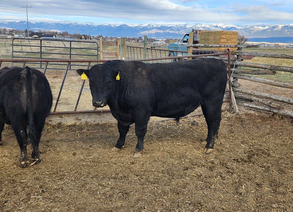 Angus bull for lease.