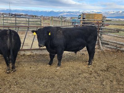Angus bull for lease.