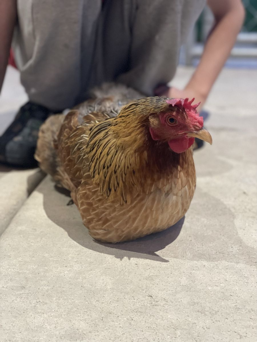 Brown Hen Live Poultry