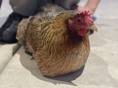 Brown Hen Live Poultry