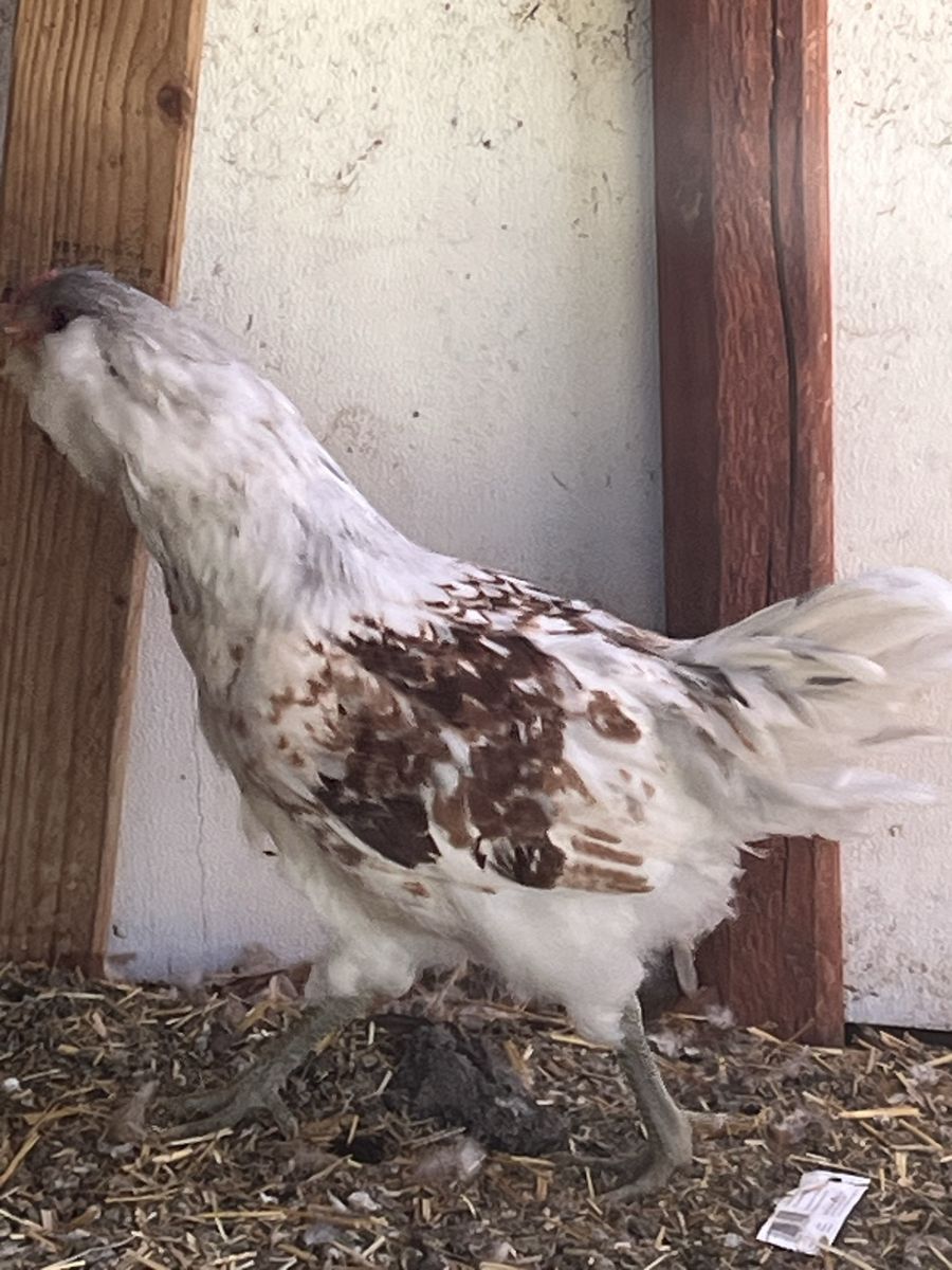 Ameracauna Cockerel 15 weeks old.