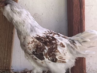 Ameracauna Cockerel 15 weeks old.