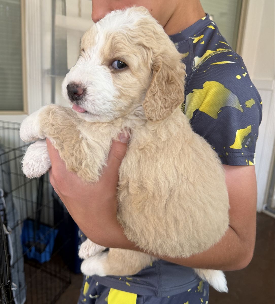 Sweet Playful Bernedoodle Girl