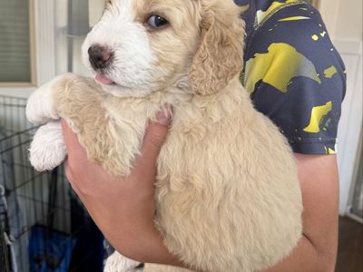 Sweet Playful Bernedoodle Girl