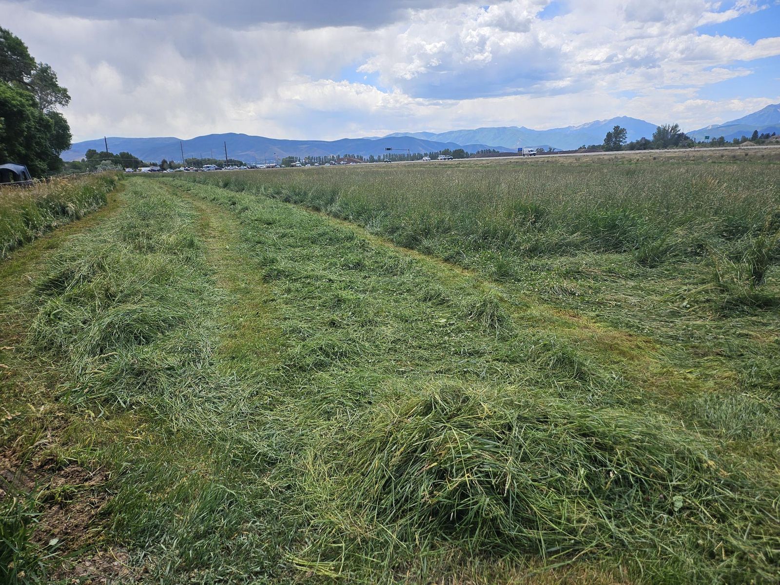 Grass Alfalfa mix