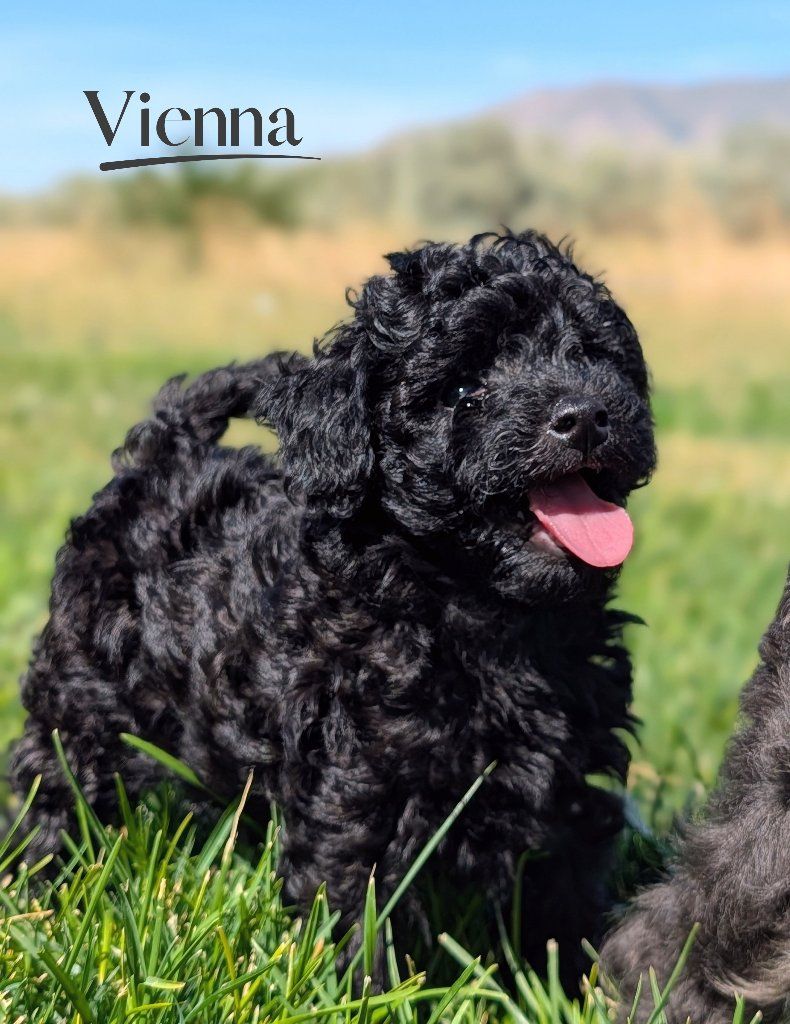 Tiny Toy Labradoodle Girl, Ready Sept 12, Perfect for Apartment or Condo Living 
