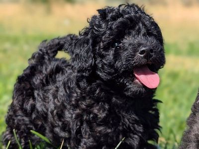 Tiny Toy Labradoodle Girl, Ready Sept 12, Perfect for Apartment or Condo Living