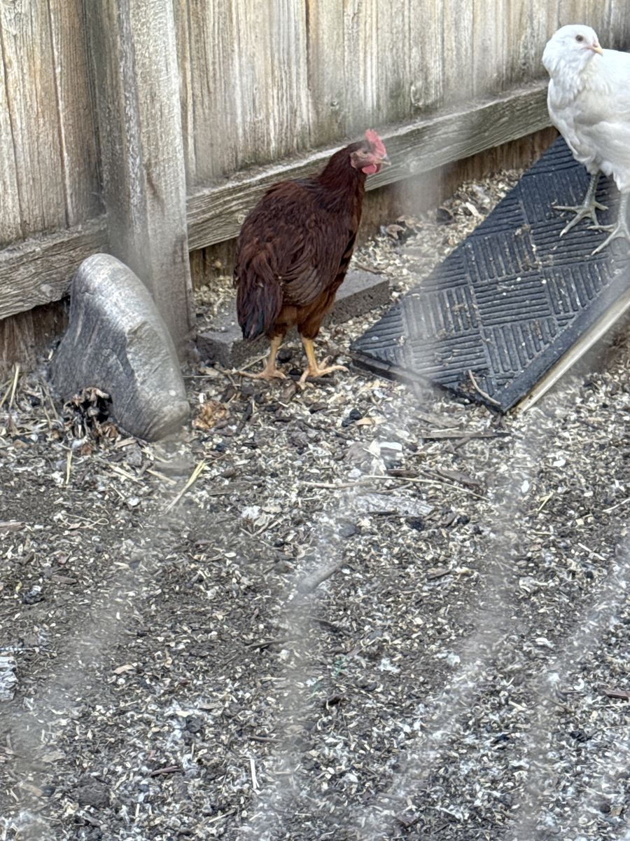 Rooster Rhoda island red