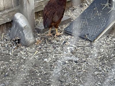 Rooster Rhoda island red