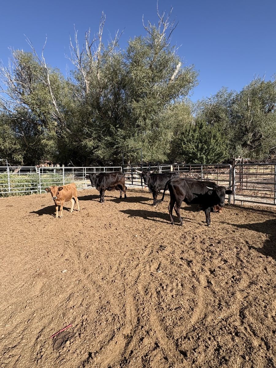 Roping steers 