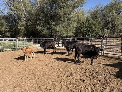Roping steers