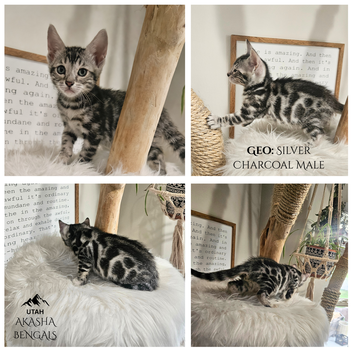 Elite Silver Charcoal Bengal Kittens | Hypoallergenic | TICA | 1 Year Health Guarantee