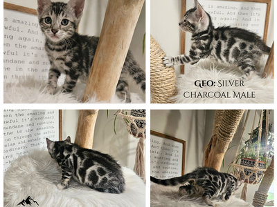 Elite Silver Charcoal Bengal Kittens | Hypoallergenic | TICA | 1 Year Health Guarantee