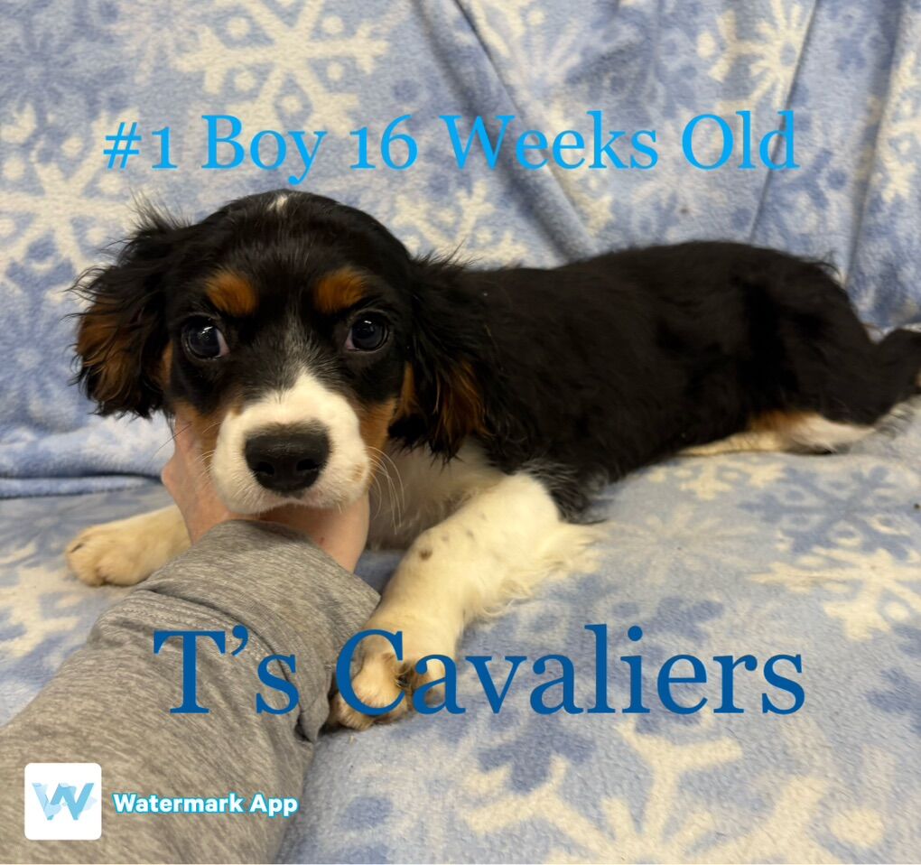 Neutered AKC Cavalier King Charles Spaniel