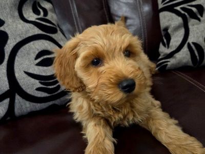Mini Goldendoodles-Going Fast!
