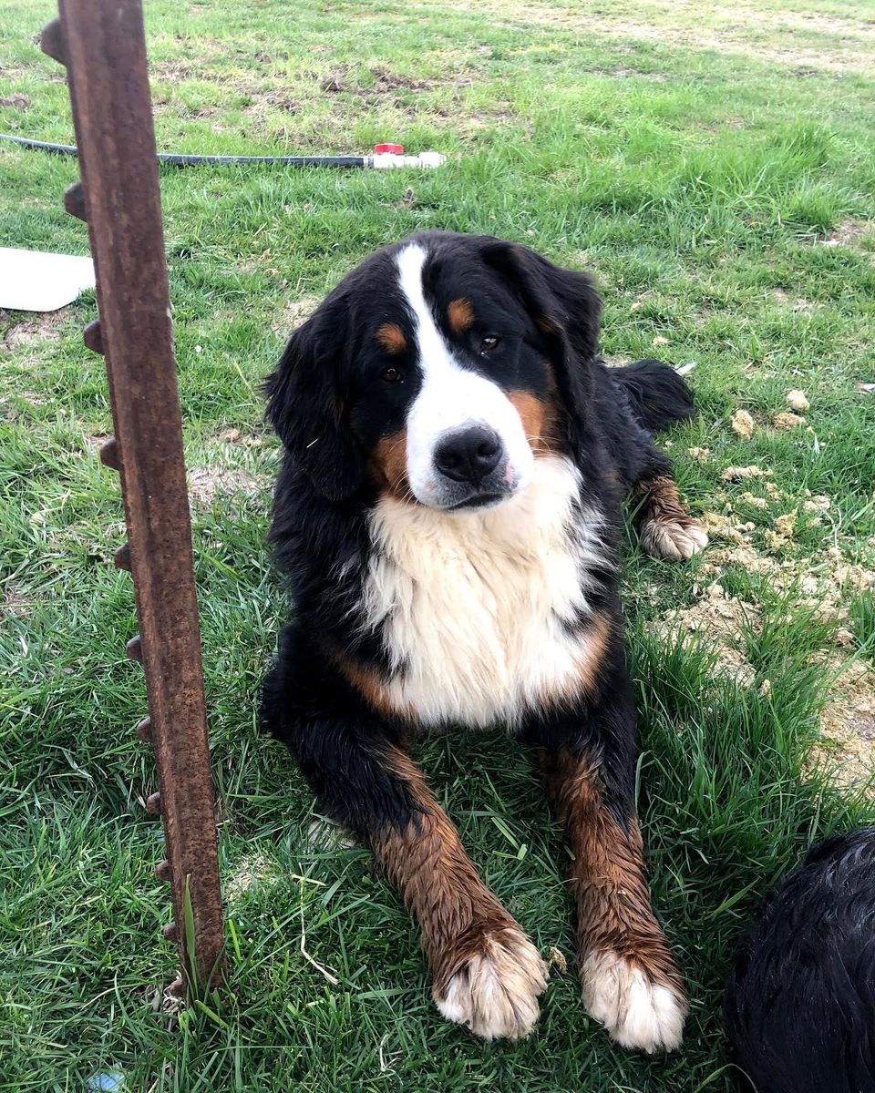 Trained Bernese Mountain Dog - breeding or not
