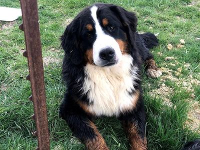 Trained Bernese Mountain Dog - breeding or not
