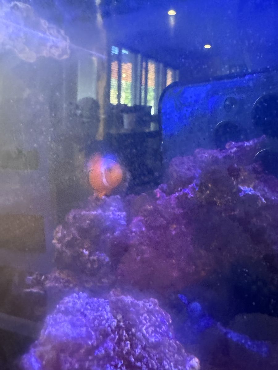 Clown fish for sale + one hermit crab