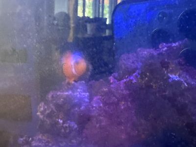 Clown fish for sale + one hermit crab