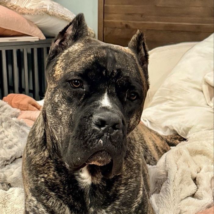 Cane Corso