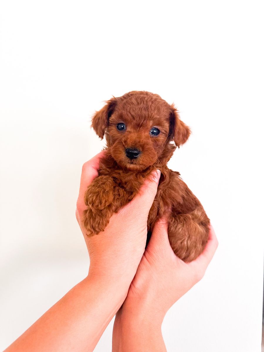 8-12lb Toy/Micro Mini Goldendoodle Puppies Golden Doodle