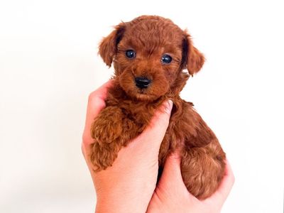 8-12lb Toy/Micro Mini Goldendoodle Puppies Golden Doodle