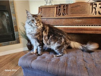 European Maine Coons