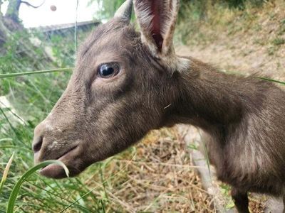Nigerian Dwarf Goats