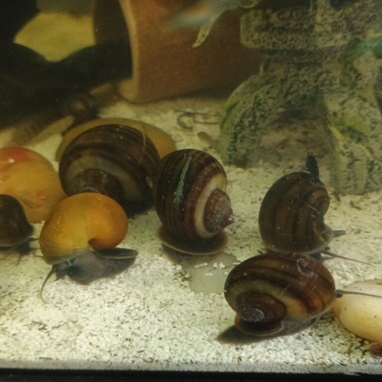 Black mystery snails .
