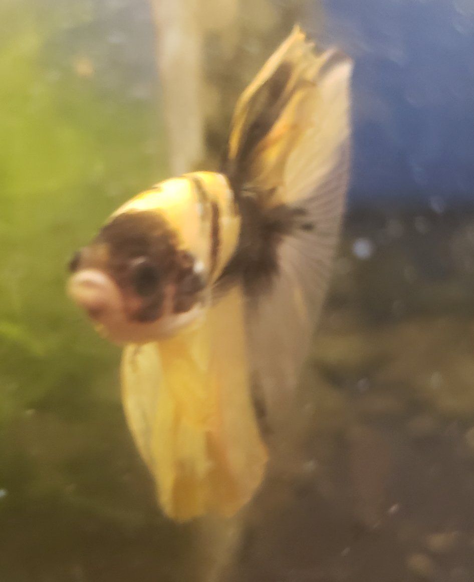 Import Beautiful Gold & Black Betta Fish - Vibrant, Healthy Male for Aquarium