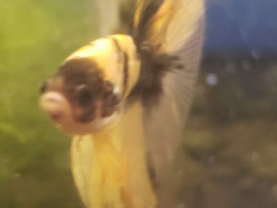 Import Beautiful Gold & Black Betta Fish - Vibrant, Healthy Male for Aquarium