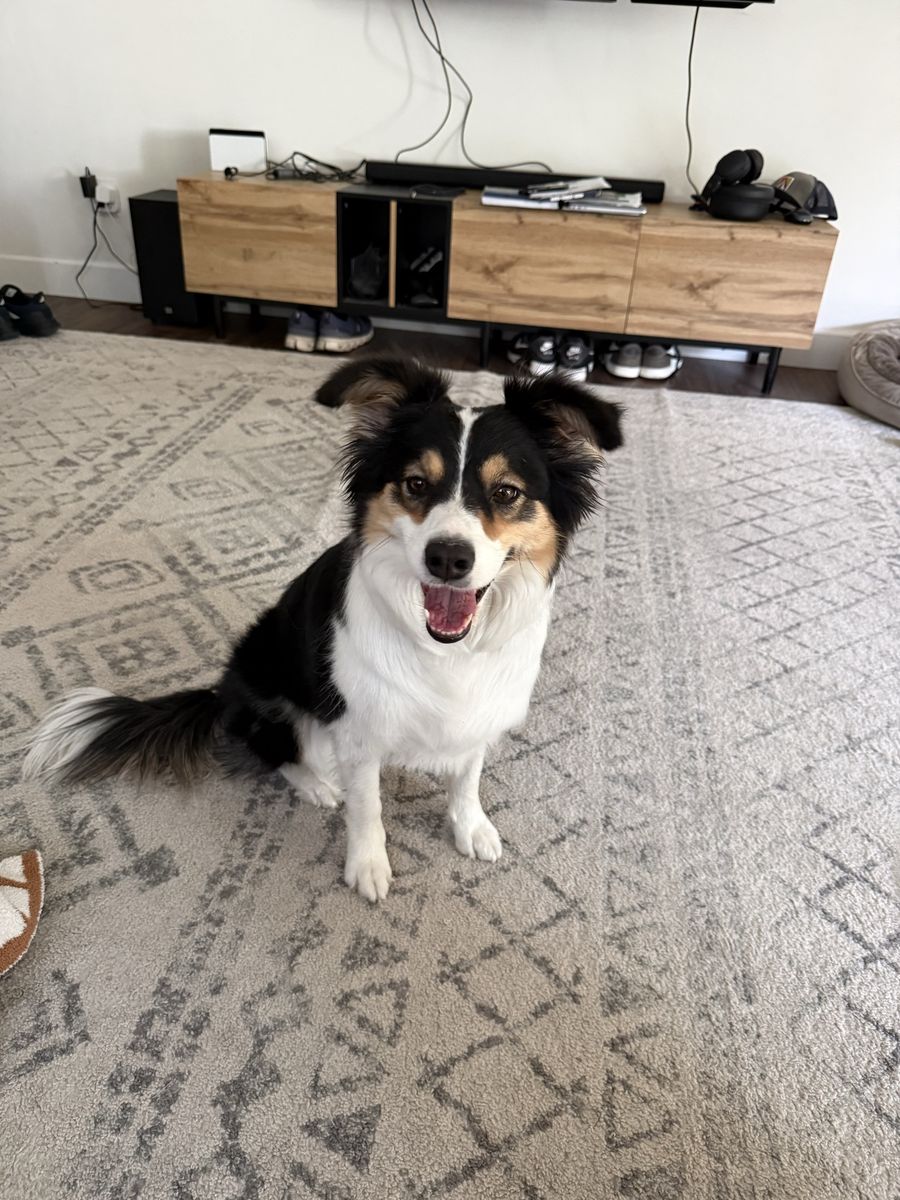 3-Year-Old Female Border Collie - Sweet, Loving, Needs an Attentive Home