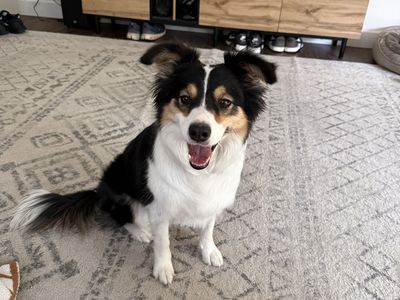 3-Year-Old Female Border Collie - Sweet, Loving, Needs an Attentive Home