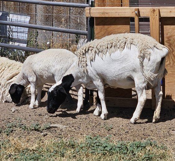 Dorper Sheep farm flock
