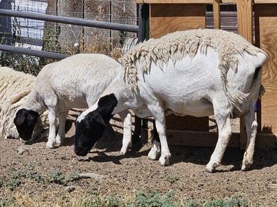 Dorper Sheep farm flock