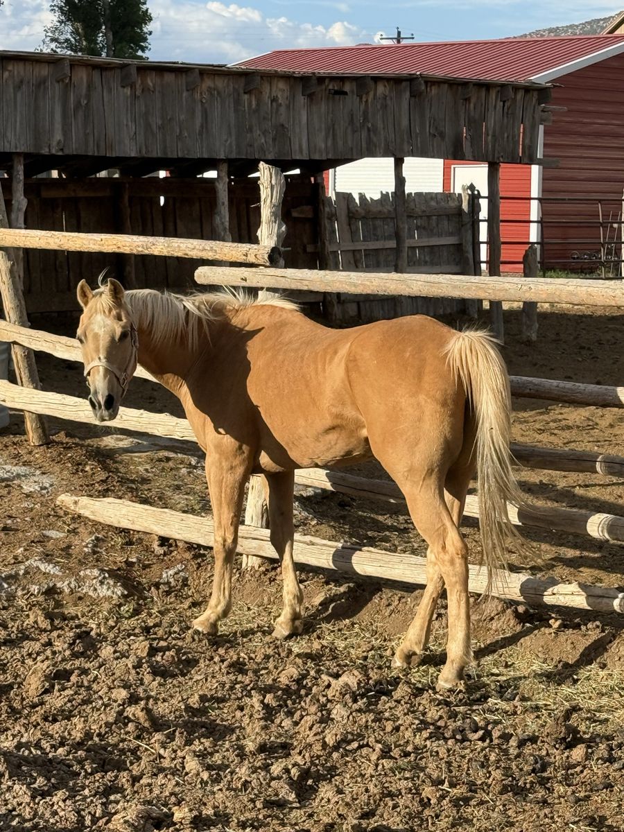 Gelding
