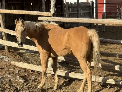 Gelding
