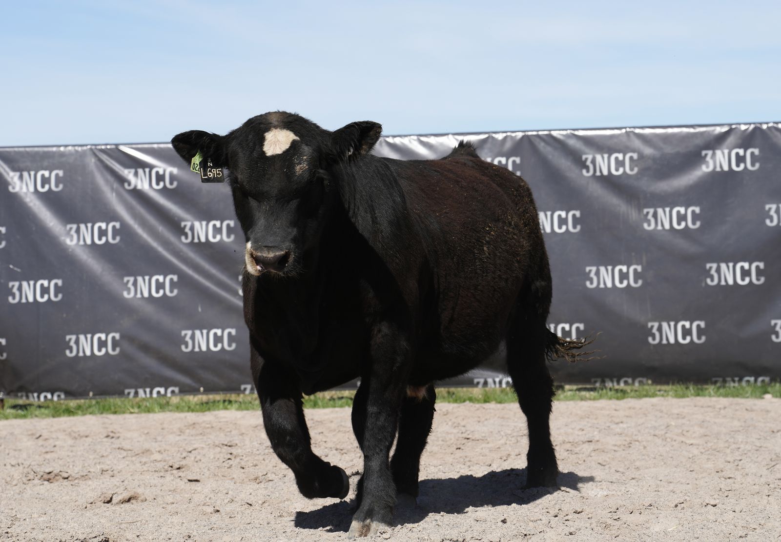 Simmental and SimAngus Bulls