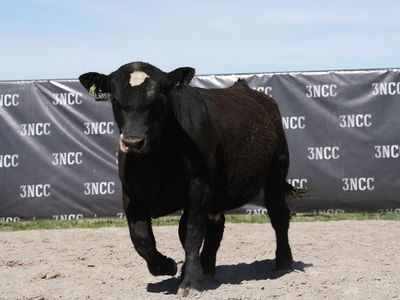 Simmental and SimAngus Bulls